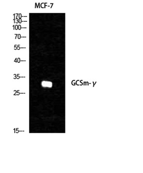 GCSm-gamma antibody