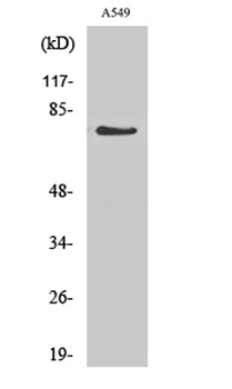 GCS-α-1 rabbit pAb
