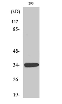 GDF-15 antibody