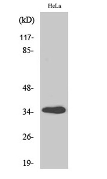 GIMAP5 antibody