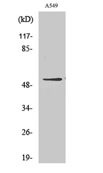 GIPR antibody