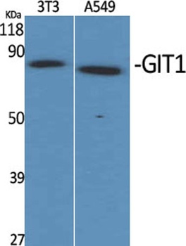 GIT1 antibody