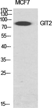 GIT2 antibody