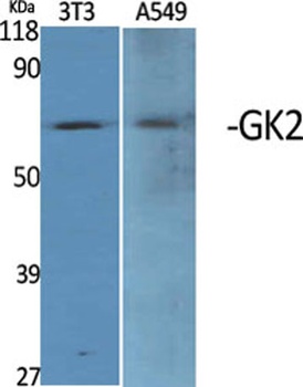 GK2 rabbit pAb