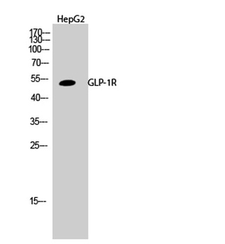 GLP-1 antibody