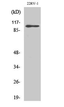 GluR-2 rabbit pAb