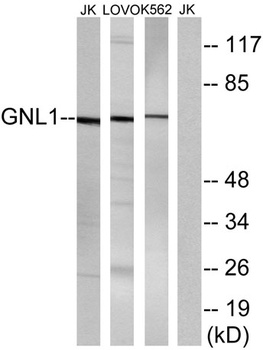 GNL1 rabbit pAb Antibody