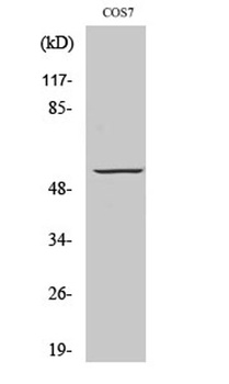 GPR101 antibody