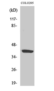 GPR105 antibody