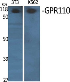 GPR110 antibody