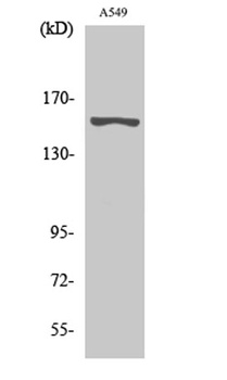 GPR116 rabbit pAb Antibody