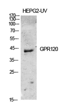 GPR120 antibody