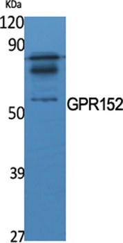 GPR152 rabbit pAb