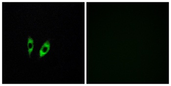 GPR156 rabbit pAb Antibody