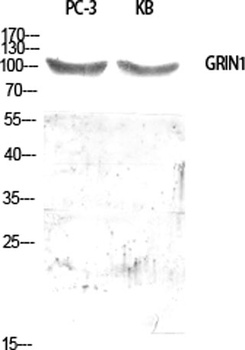 GRIN1 antibody