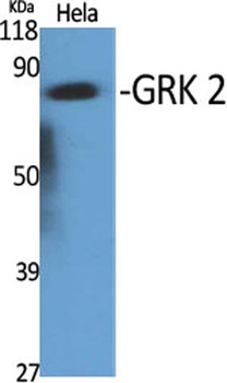 GRK 2 rabbit pAb