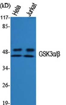 GSK3alpha/beta antibody