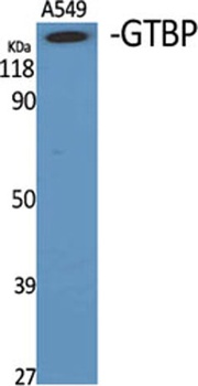 GTBP antibody