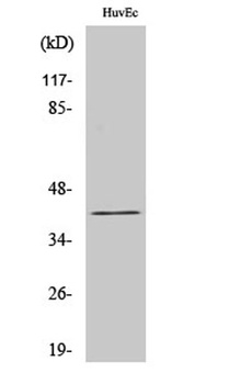 Gz-alpha antibody