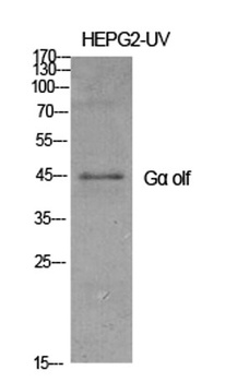 G alpha olf antibody