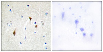 Hairless rabbit pAb Antibody