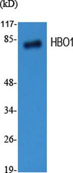 HBO1 antibody