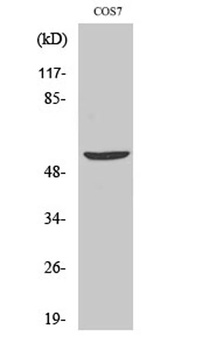 HBP1 rabbit pAb