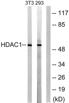 HDAC1 rabbit pAb Antibody