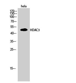 HDAC3 rabbit pAb