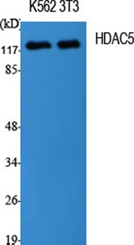 HDAC5 rabbit pAb