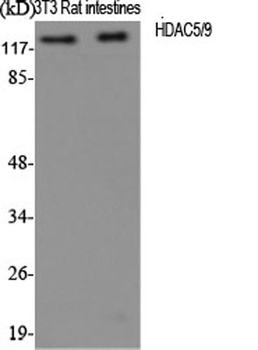 HDAC5/9 antibody