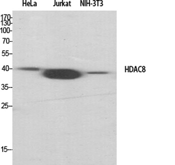 HDAC8 rabbit pAb