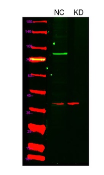 HIF-1α rabbit pAb