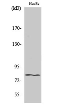 HIPK4 antibody