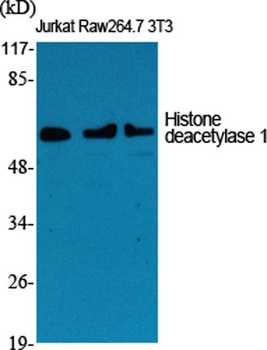 Histone deacetylase 1 rabbit pAb