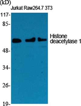 Histone deacetylase 1 antibody