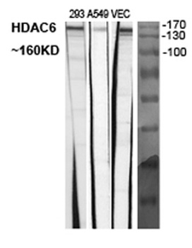 Histone deacetylase 6 antibody