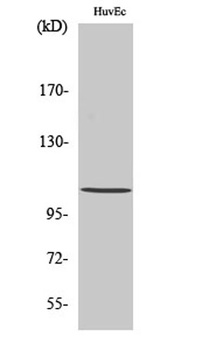 Histone deacetylase 7a antibody