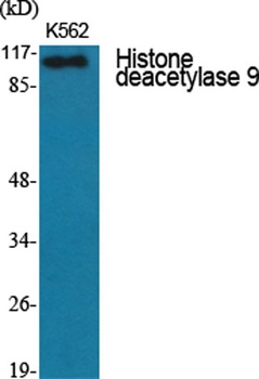 Histone deacetylase 9 antibody