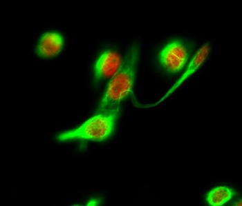 Histone H2A.X antibody