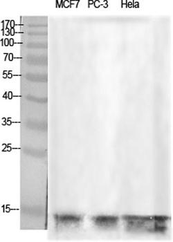 Histone H2B antibody