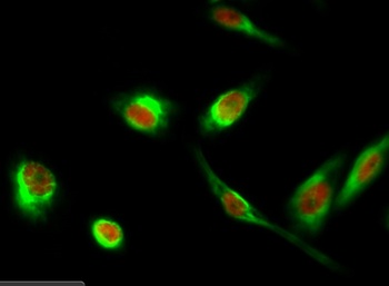 Histone H3.3 antibody