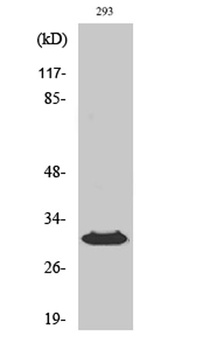 HLA-DOβ rabbit pAb