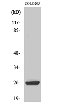 HMG-2 antibody