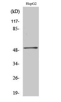 HNF-4α/γ rabbit pAb