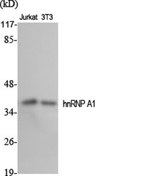 hnRNP A1 rabbit pAb