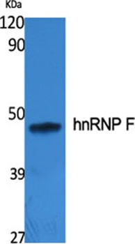 hnRNP F rabbit pAb