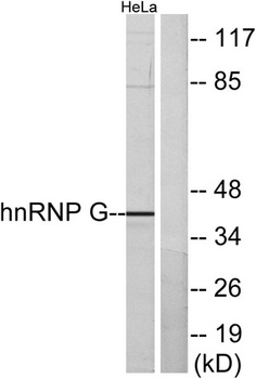 hnRNP G rabbit pAb Antibody