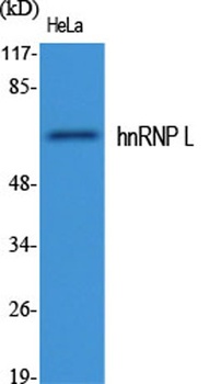 hnRNP L rabbit pAb