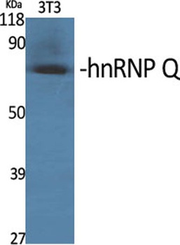 hnRNP Q antibody